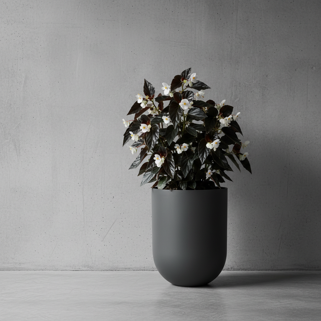 Begonia – najmodniejsza dekoracja tarasu